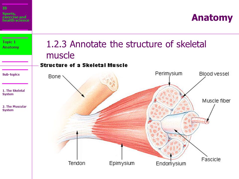 Skeletal Muscle Blood Flow